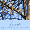Aspen Flower Essence