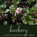 Bearberry Flower Essence