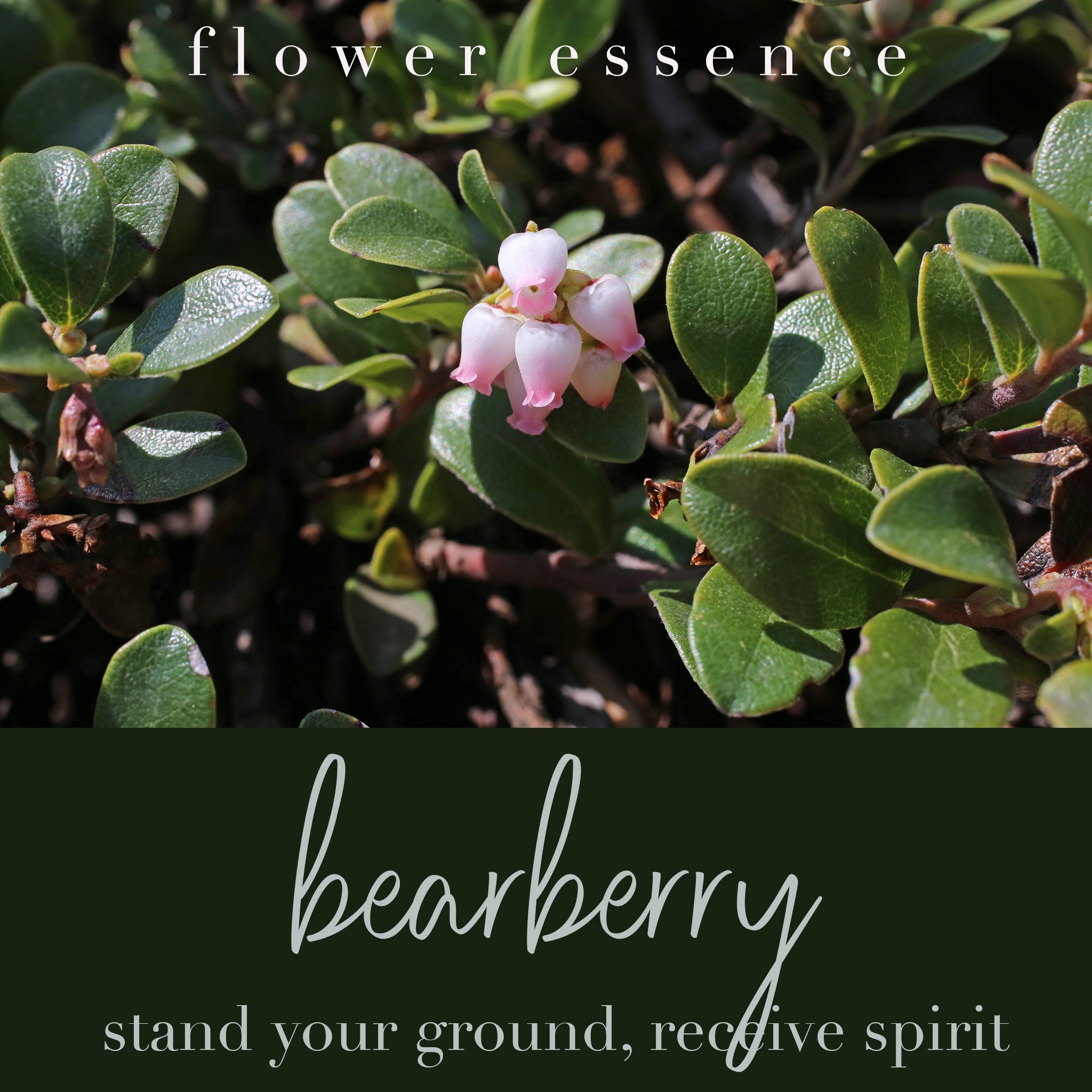 Bearberry Flower Essence