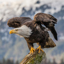 Eagle Energy
