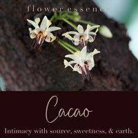 Cacao Flower Essence