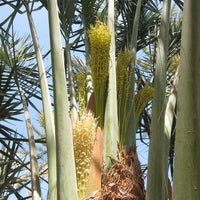 Date Palm Flower Essence