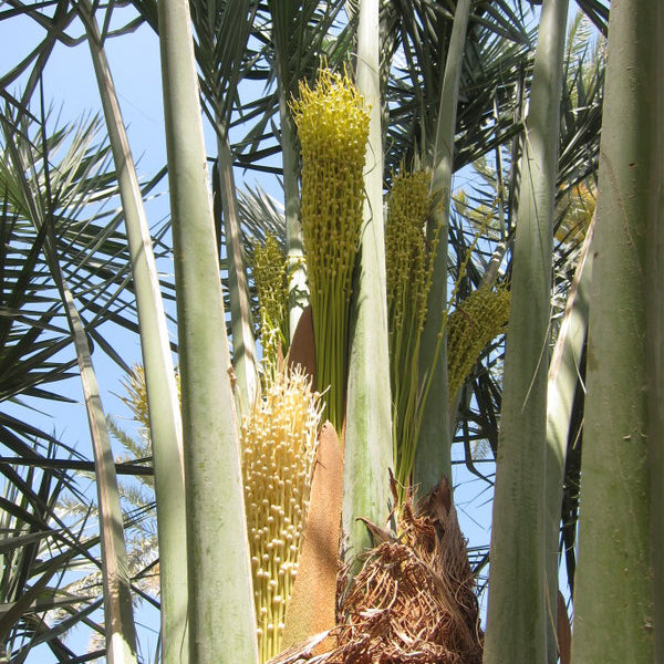 Date Palm Flower Essence