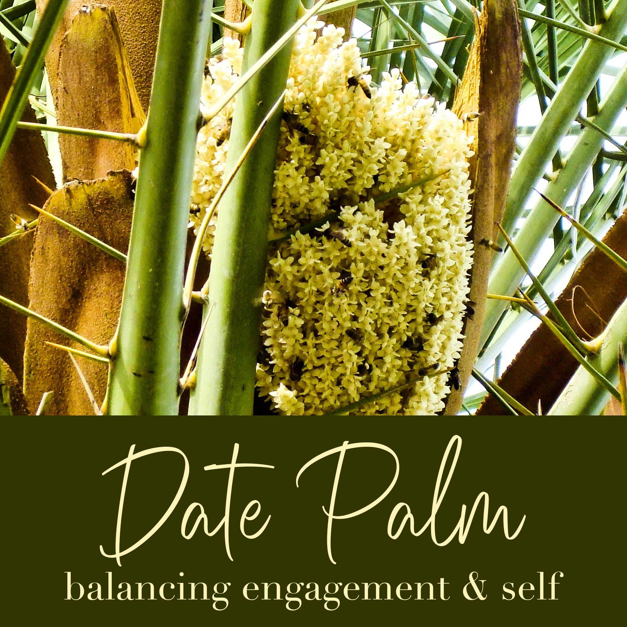 Date Palm Flower Essence
