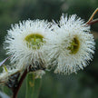 Eucalyptus Flower Essence