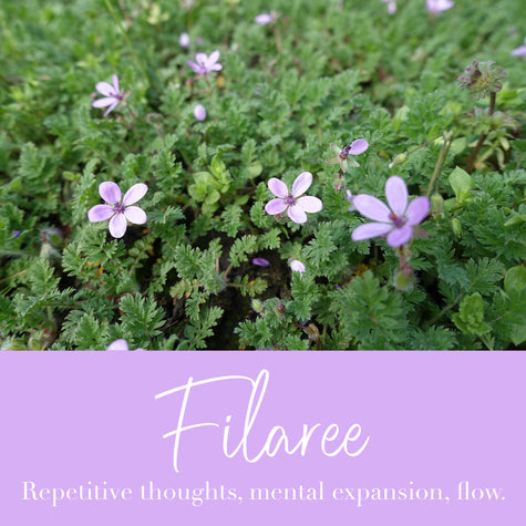 Filaree Flower Essence