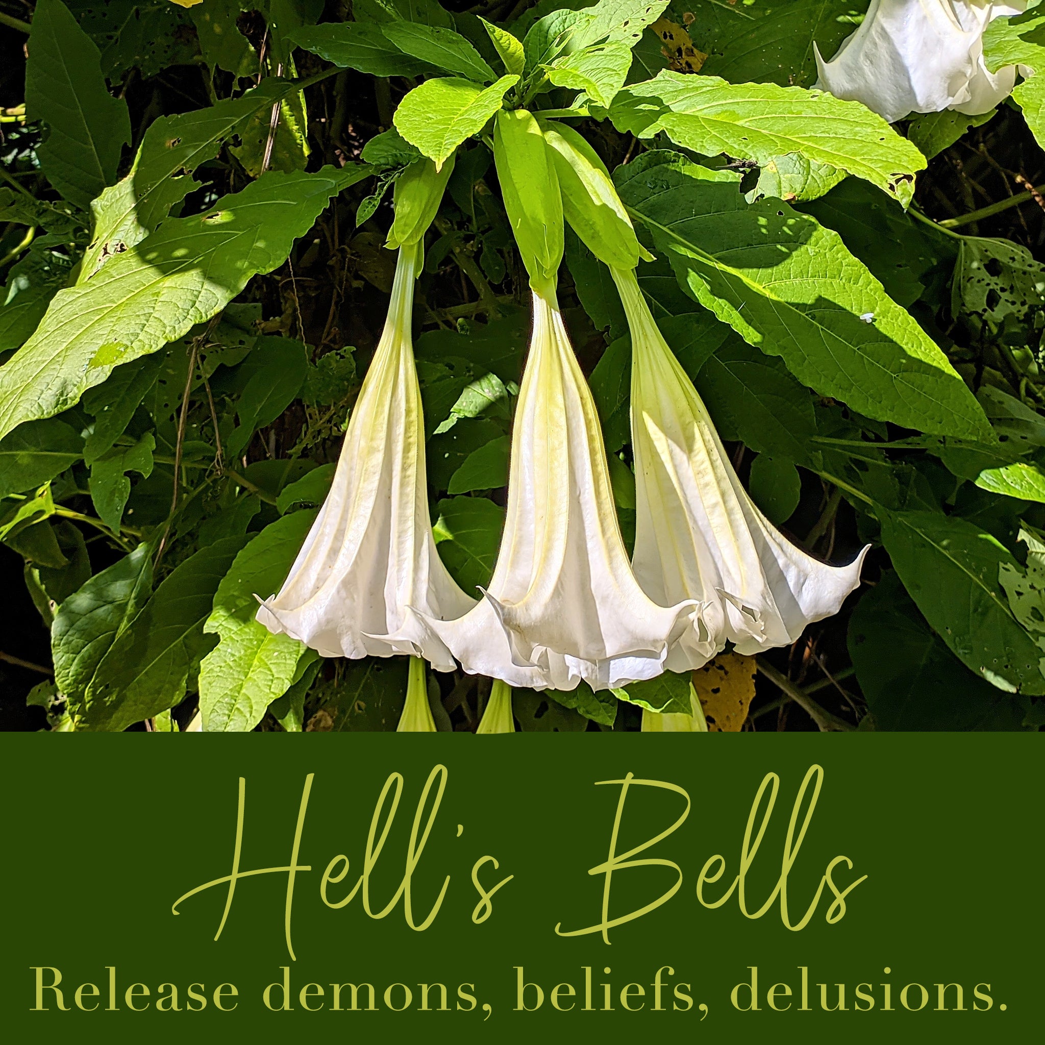 Hell's Bells Flower Essence