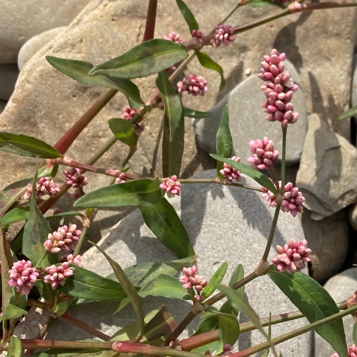 Lady's Thumb Flower Essence
