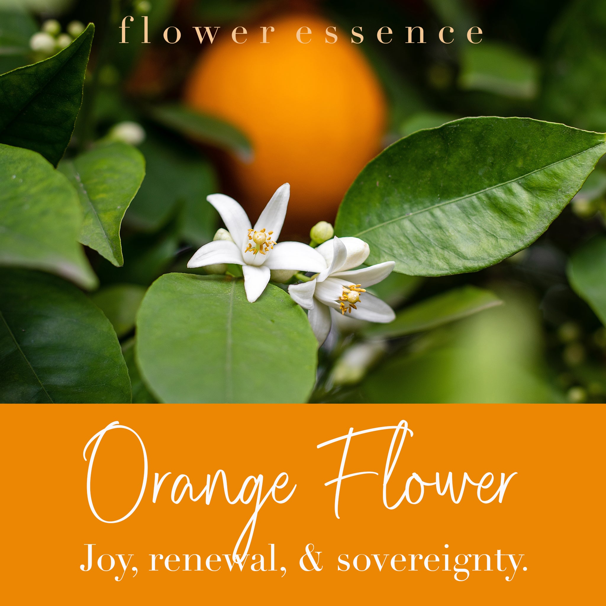 Orange Flower Essence