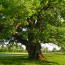 Oak Flower Essence