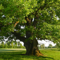Oak Flower Essence