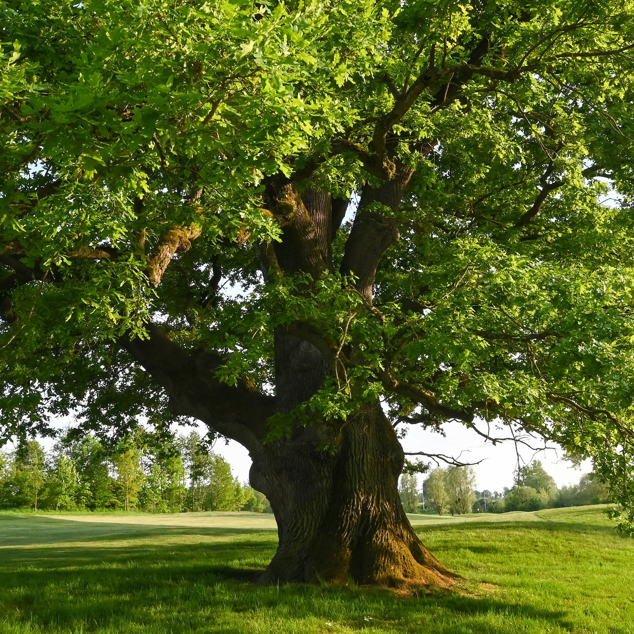 Oak Flower Essence