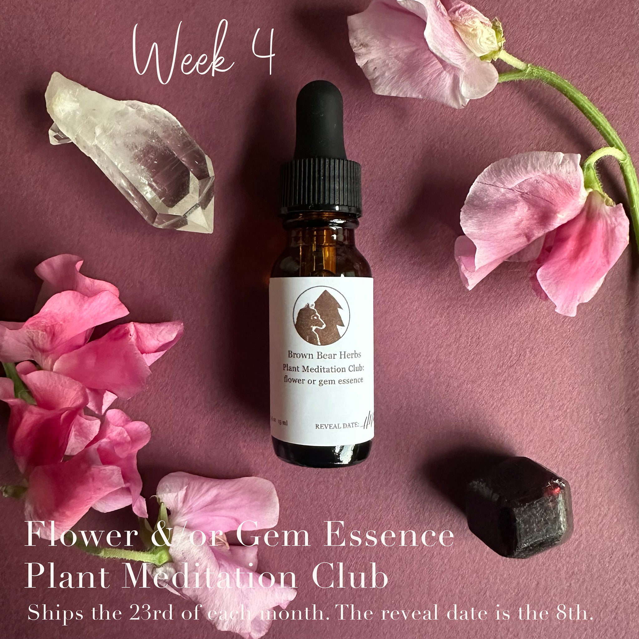 Plant Meditation Club: Flower or Gem essence, week 4.