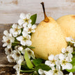 Pear Flower Essence