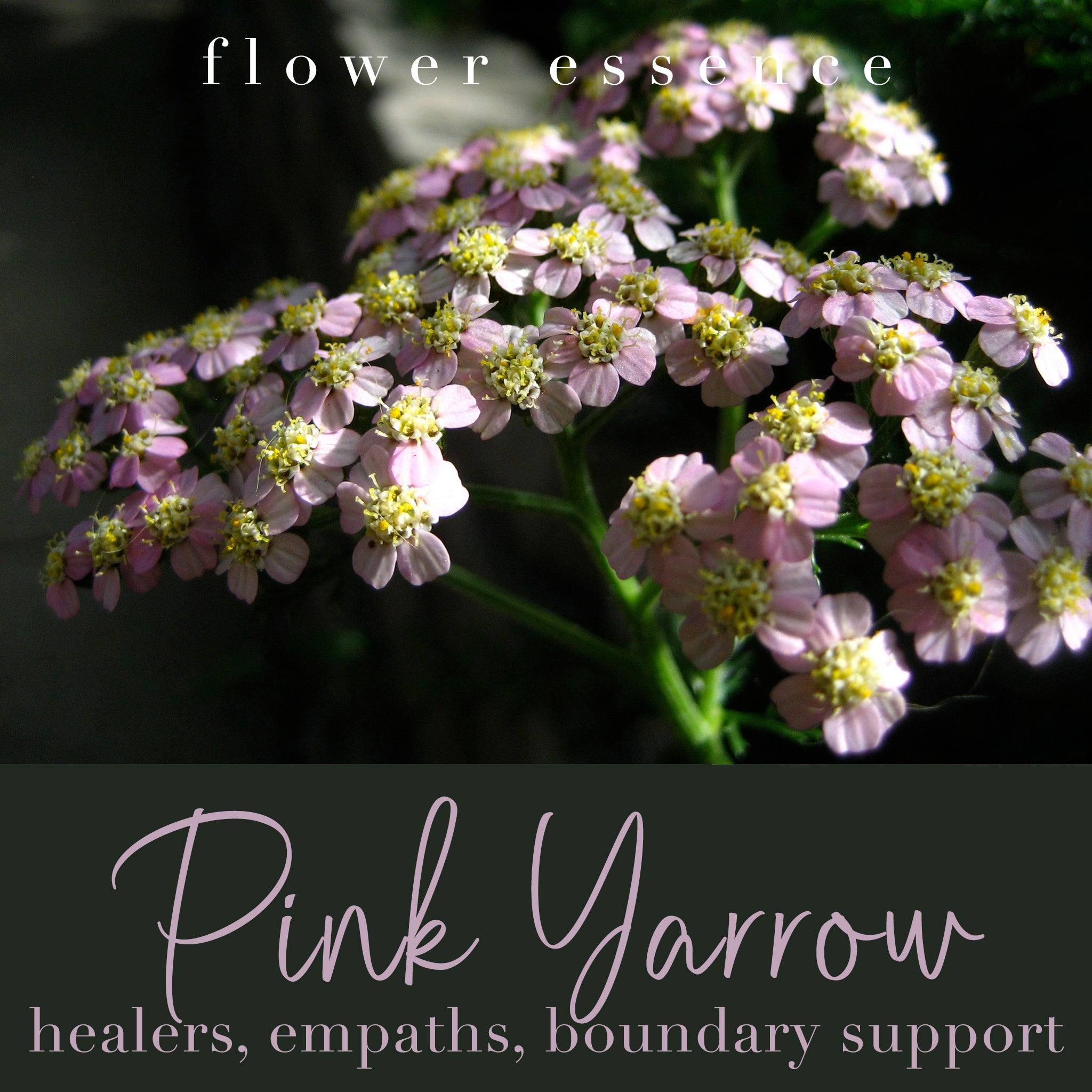 Pink Yarrow Flower Essence