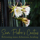 San Pedro's Cactus Flower Essence