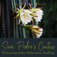 San Pedro's Cactus Flower Essence