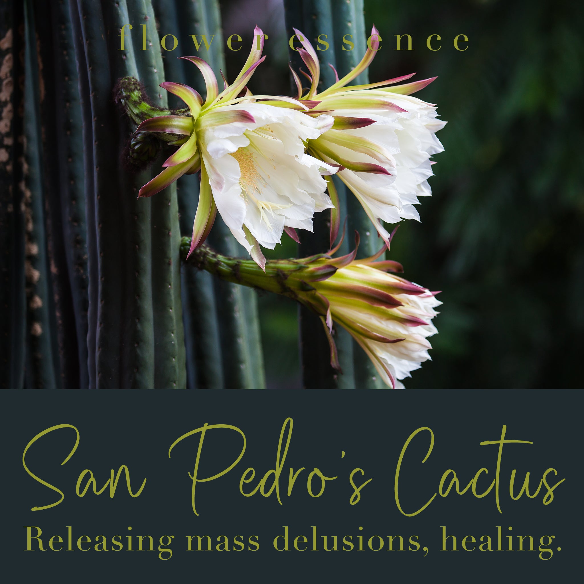 San Pedro's Cactus Flower Essence