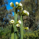 San Pedro's Cactus Flower Essence