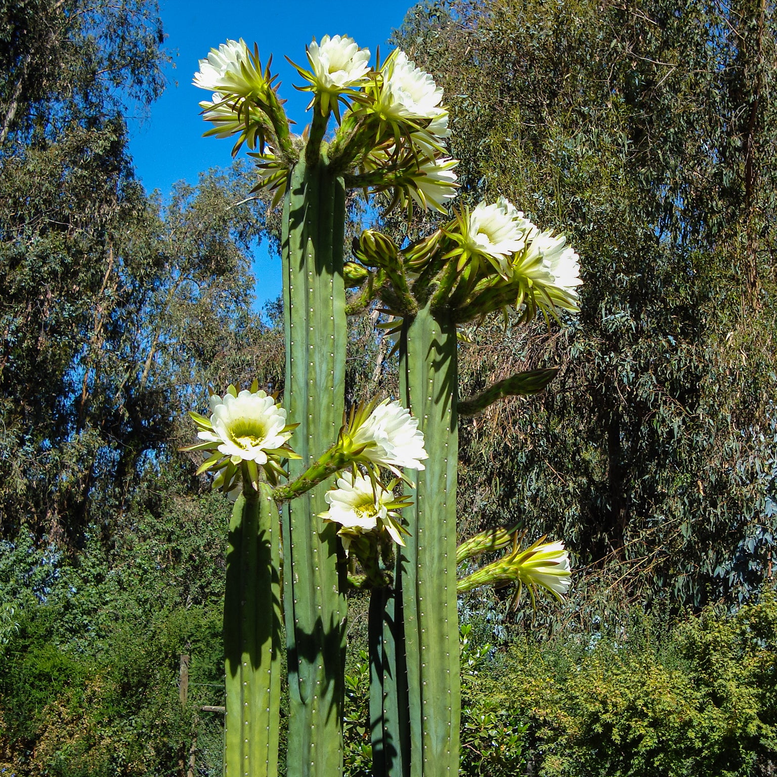 San Pedro's Cactus Flower Essence