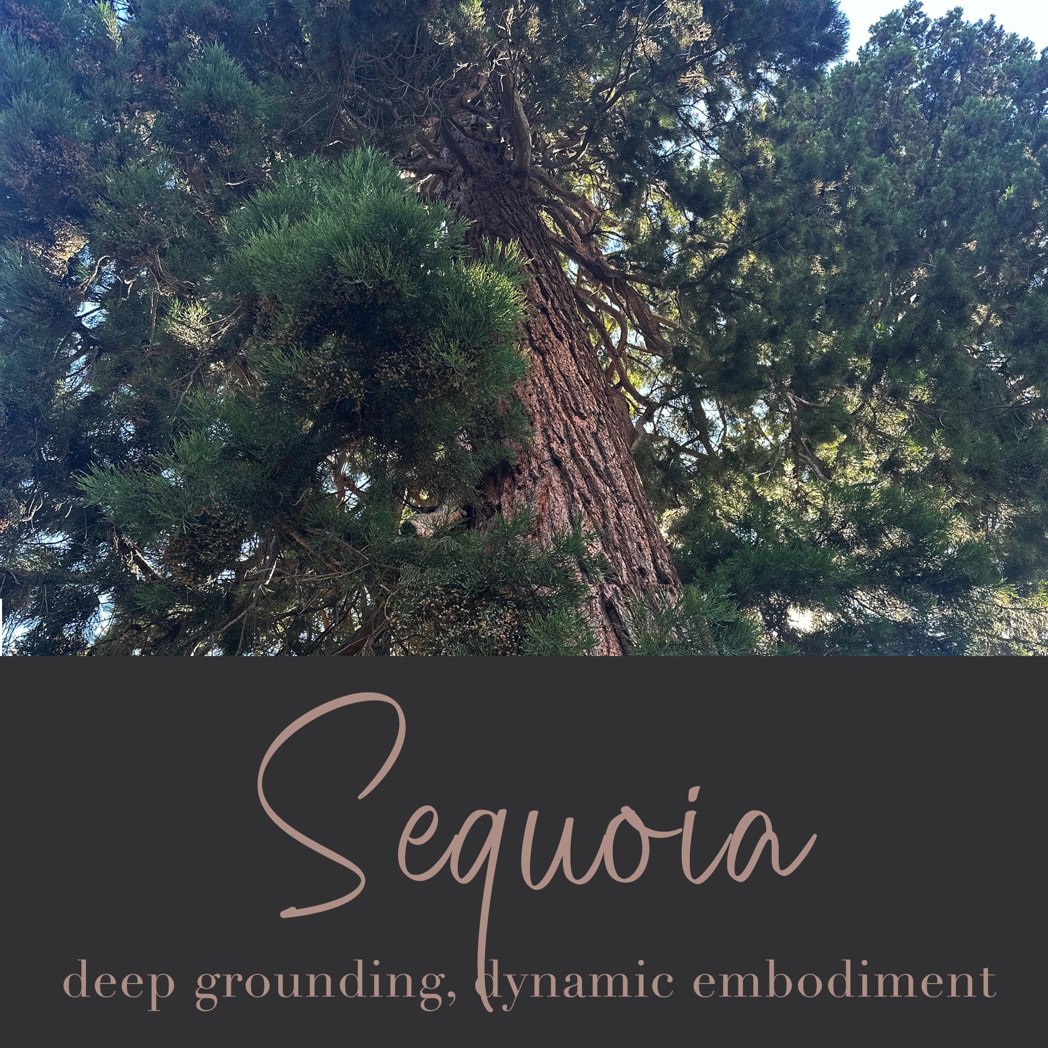 Sequoia Tree Essence