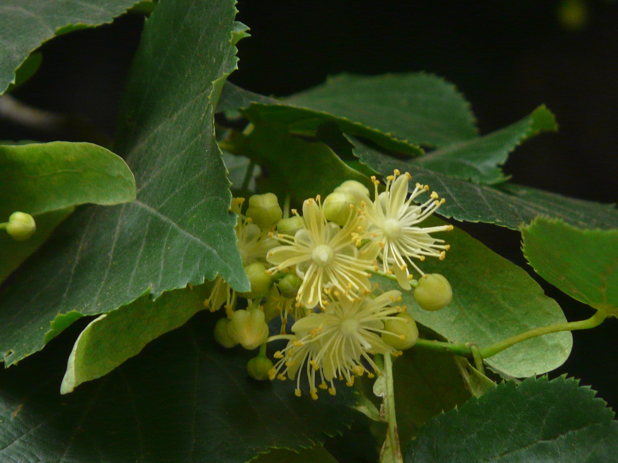 Tilia_cordata_Dinesh_Valke.jpg
