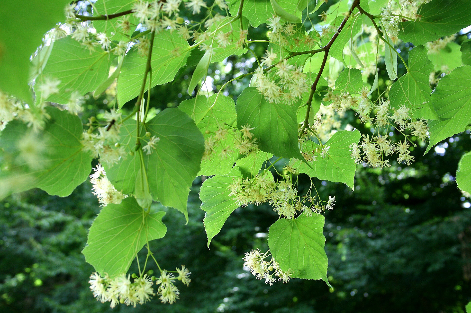 Tilia_insularis__Jean-Pol_GRANDMONT.jpg