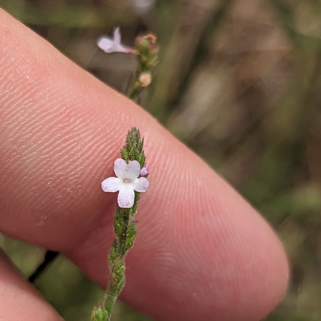 Vervain Flower Essence