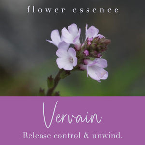 Vervain Flower Essence