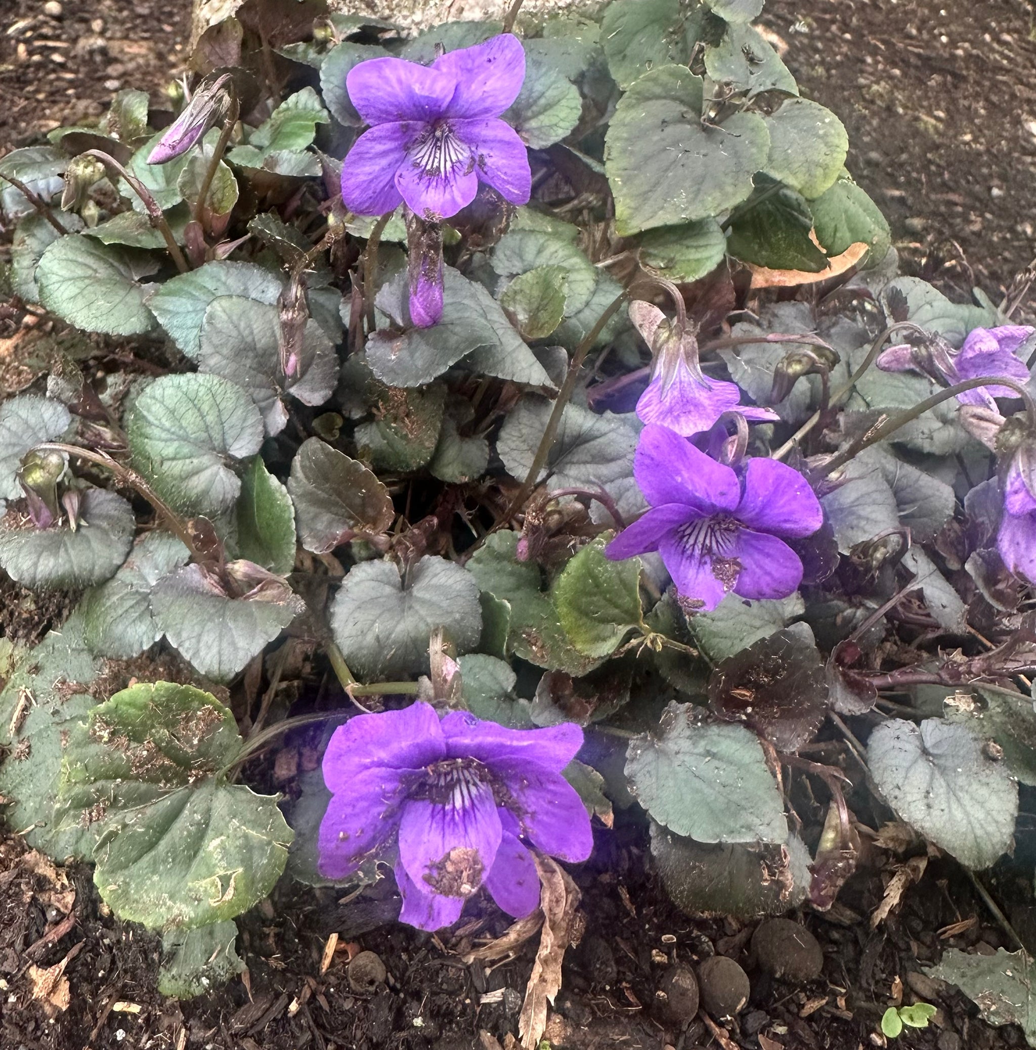 Violet flower, photo by Lily Michaud