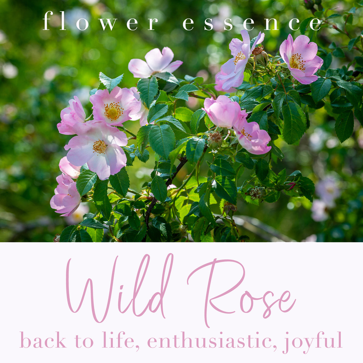 Wild Rose Flower Essence – Brown Bear Herbs