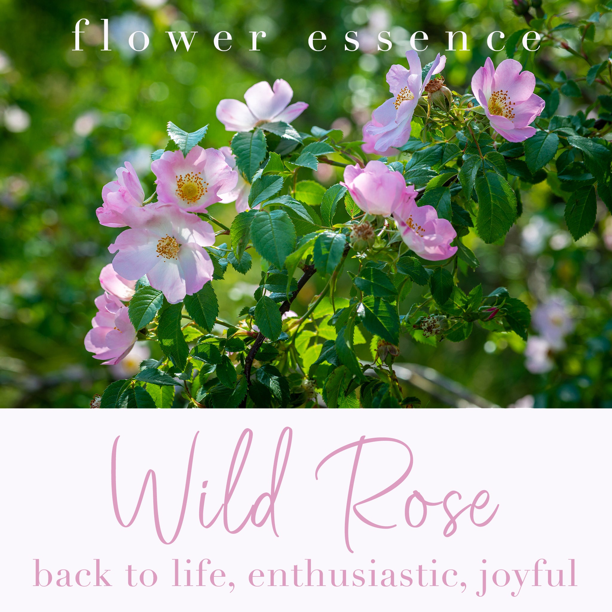 Odorless Wild Roses Wild Rose Flower Essence – Brown Bear Herbs