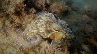 Octopus Energy