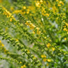 Agrimony Flower Essence