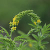 Agrimony Flower Essence