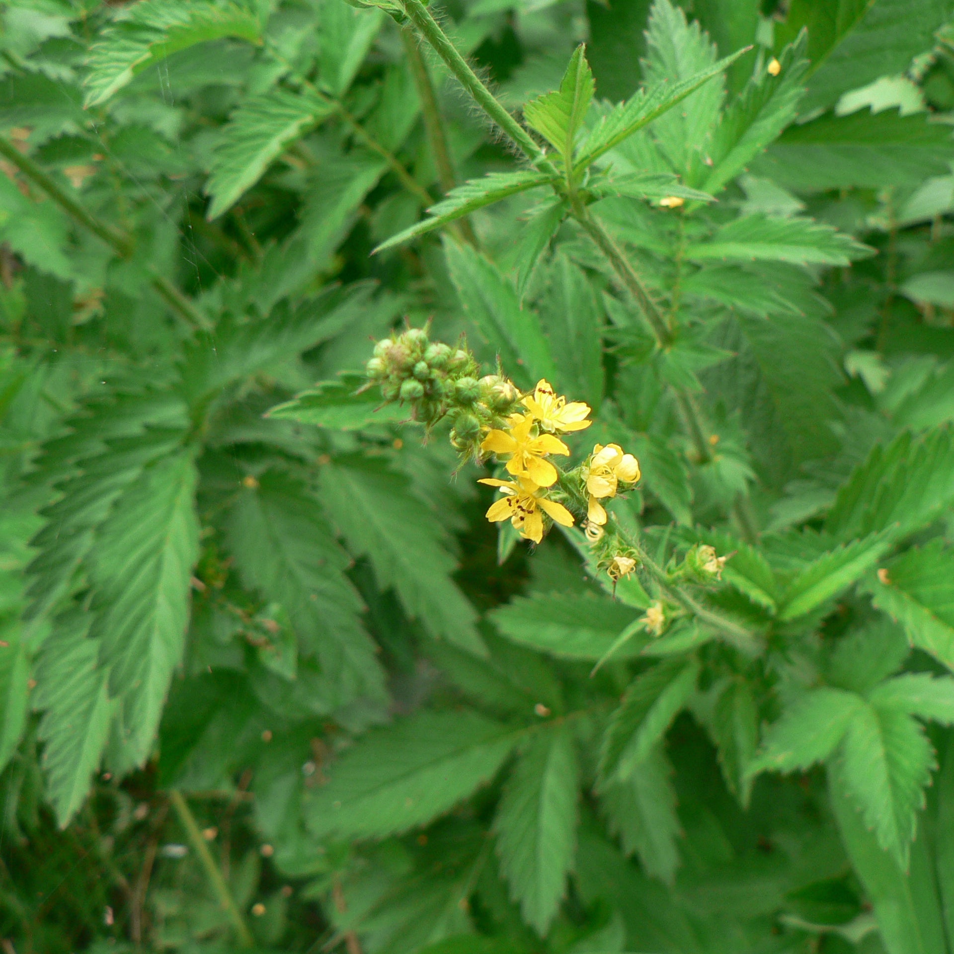 Agrimony Flower Essence