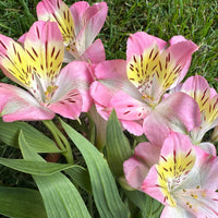 Alstroemeria Flower Essence