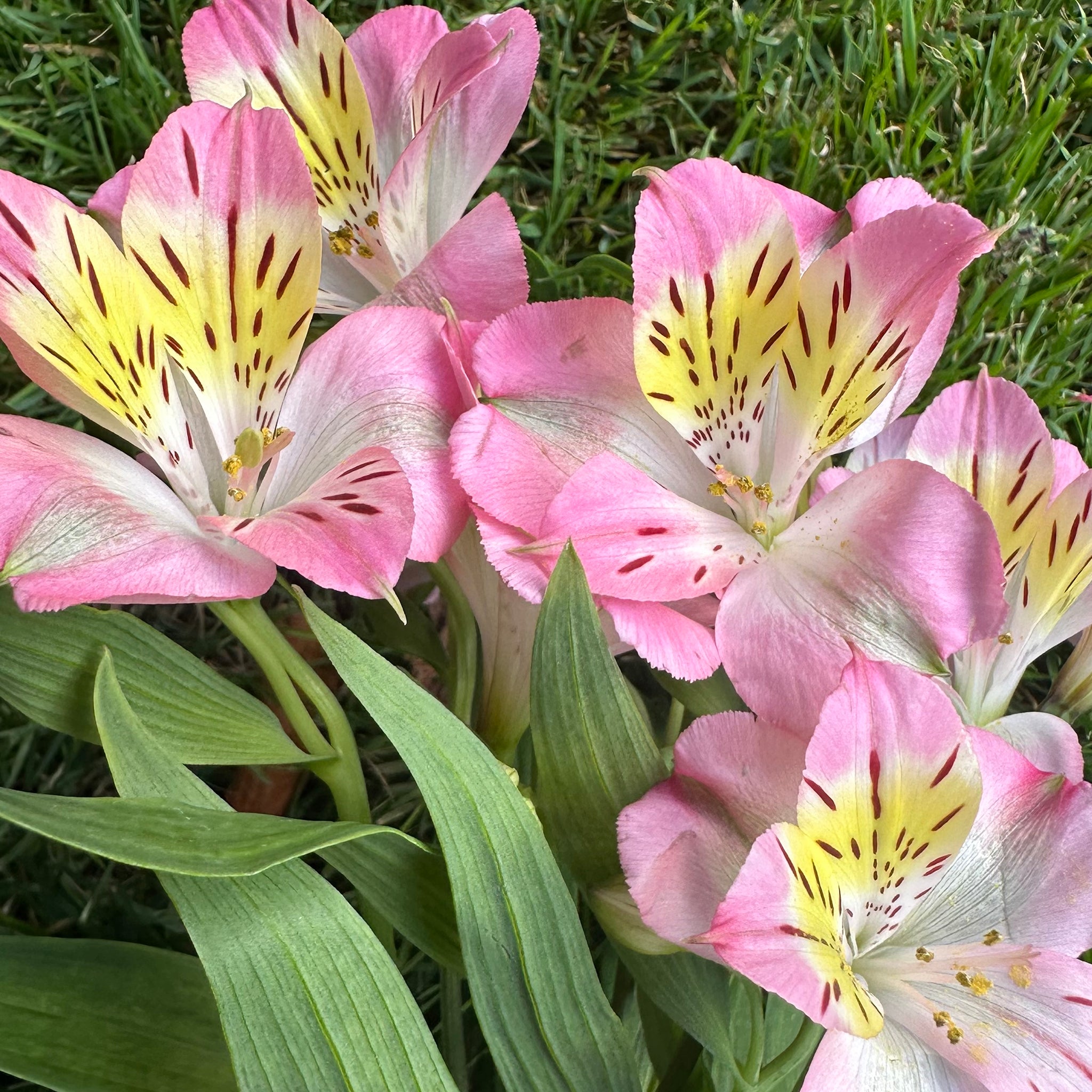 Alstroemeria Flower Essence