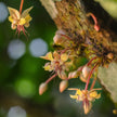 Cacao Flower Essence