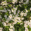 Cherry Plum Flower Essence