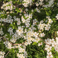 Cherry Plum Flower Essence