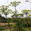 Dill Flower Essence