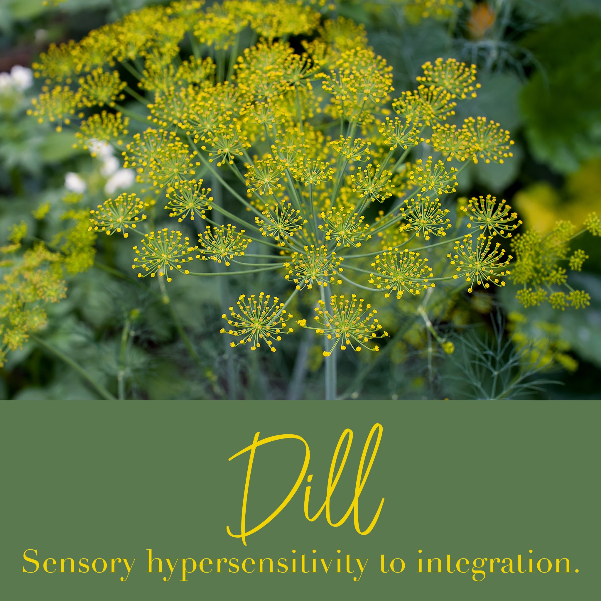 Dill Flower Essence