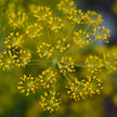 Dill Flower Essence