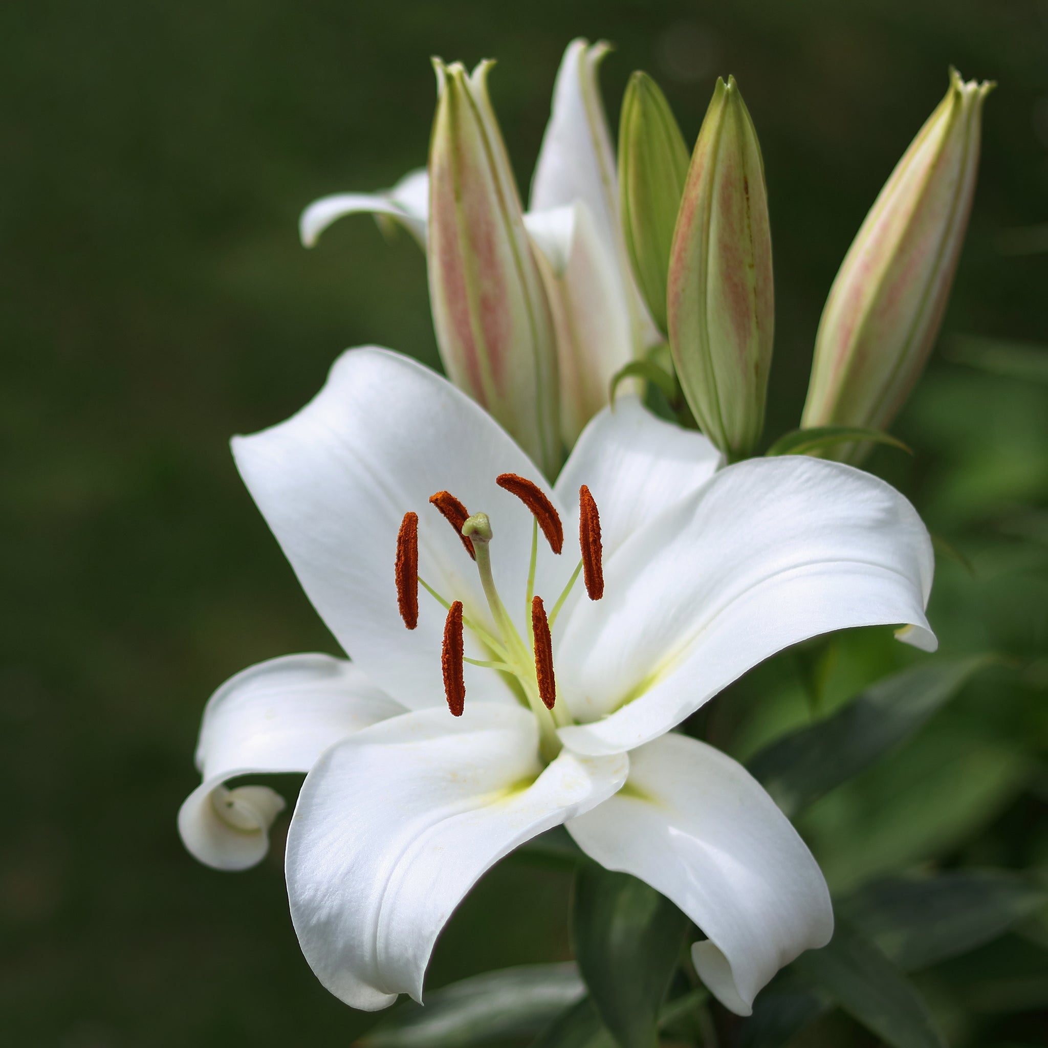 Easter Lily Flower Essence