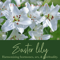 easter lily flower essence Easter Lily Flower Essence – Brown Bear Herbs