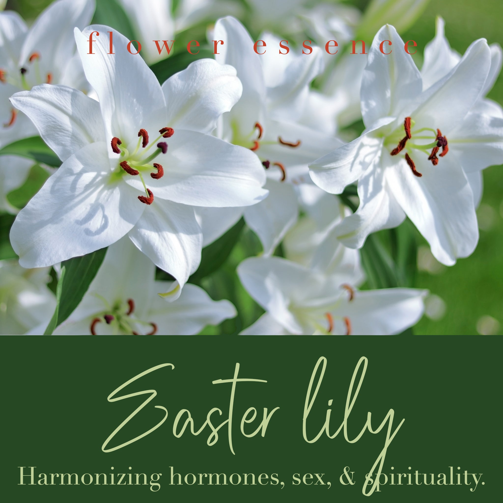 Easter Lily Flower Essence