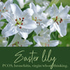 Easter Lily Flower Essence