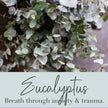 Eucalyptus Flower Essence