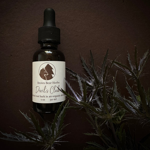 Devil’s Club Tincture-for Strong Boundaries